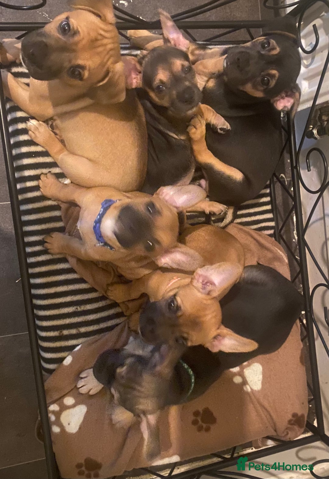 Mixed Breed dogs for sale: 6 French bulldog x jack russel pups for sale - Image 2