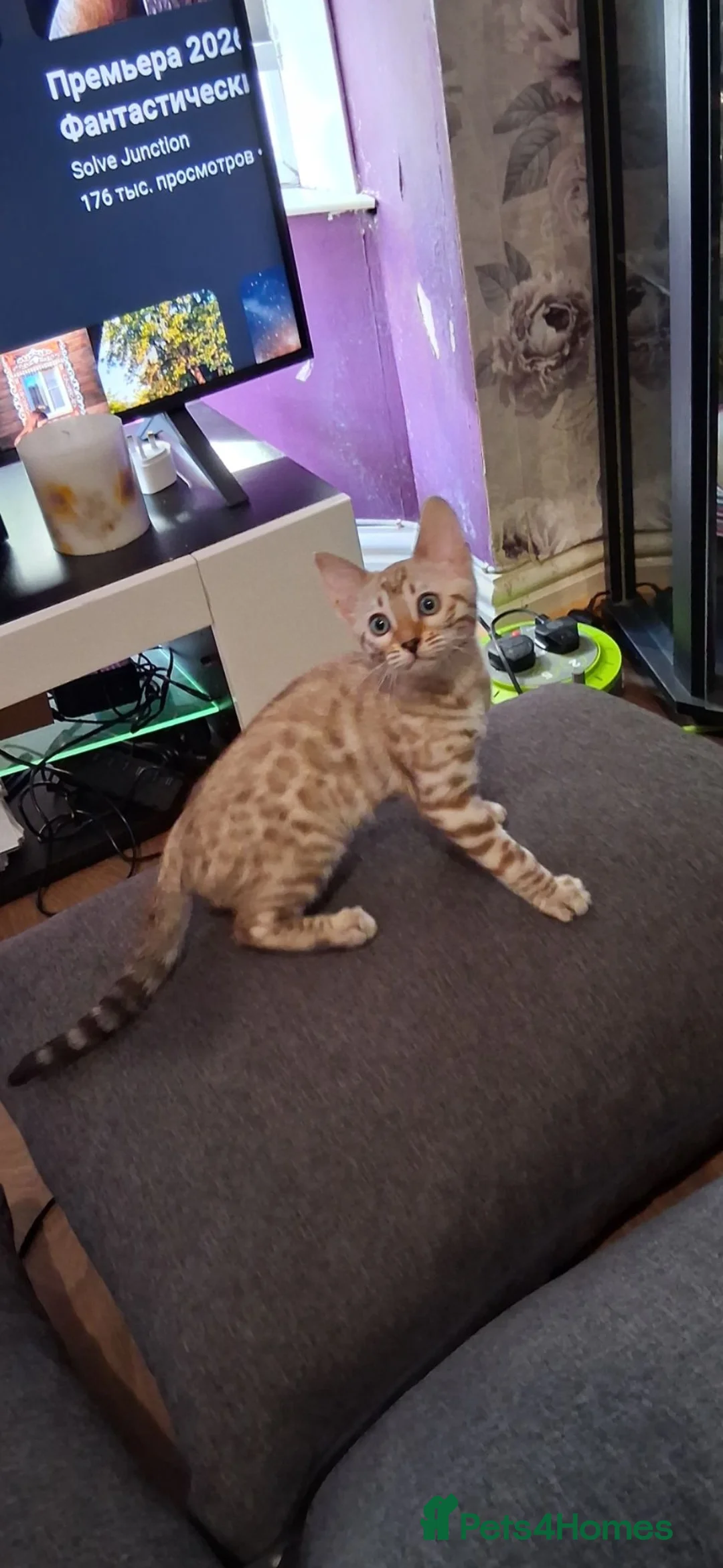 Bengal cats for sale: Tica reg. Bengal Kittens  - Advert 2
