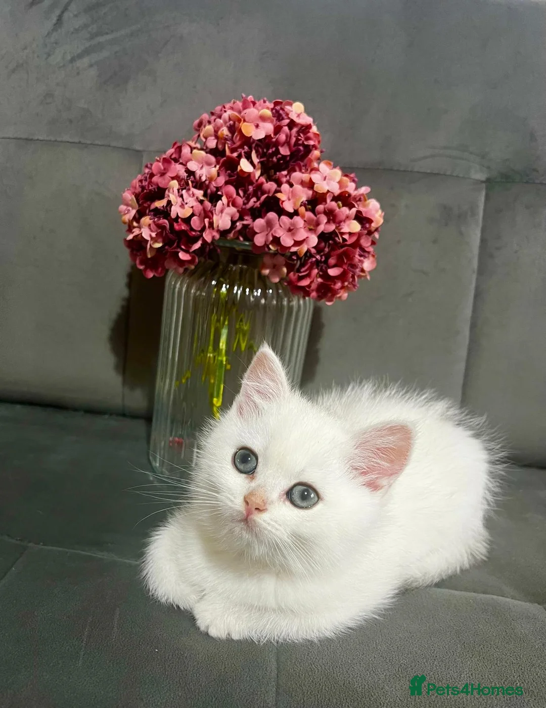 British Shorthair cats for sale: British Shorthair in Chatham - Advert 2