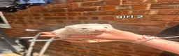 Ferret rodents for sale: Litter of 6 stunning ferrets  in Worksop - Advert 3