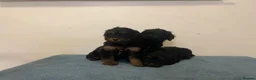 Cockapoo dogs for sale: Beautiful F1 cockapoos - Advert 9