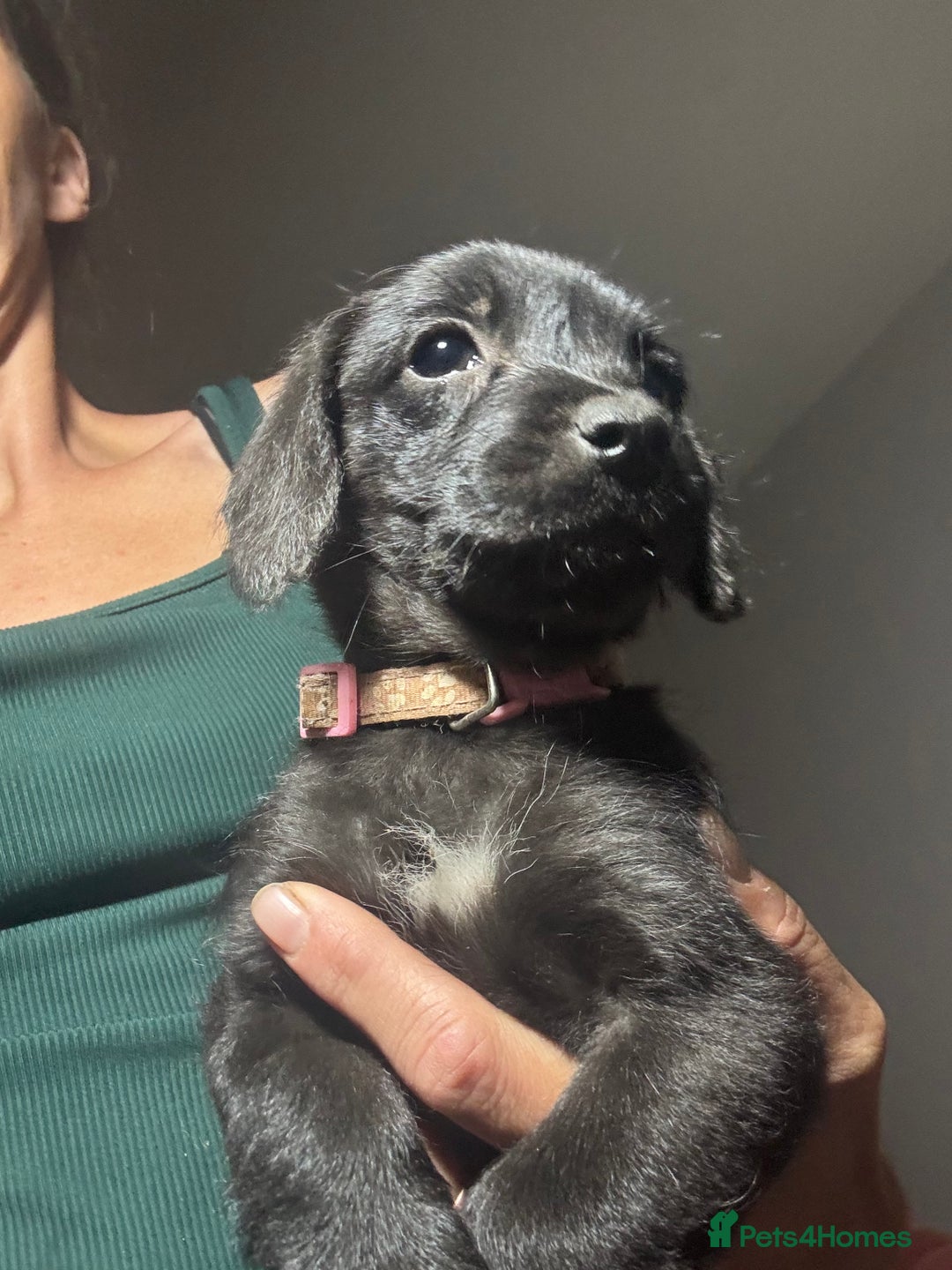 Mixed Breed dogs for sale: Jackapoo x cockapoo puppies - Image 9