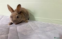 Rex rabbits for sale: Mini Rex's ‼️NOW AVAILABLE ‼️ 9 weeks old  - Advert 15