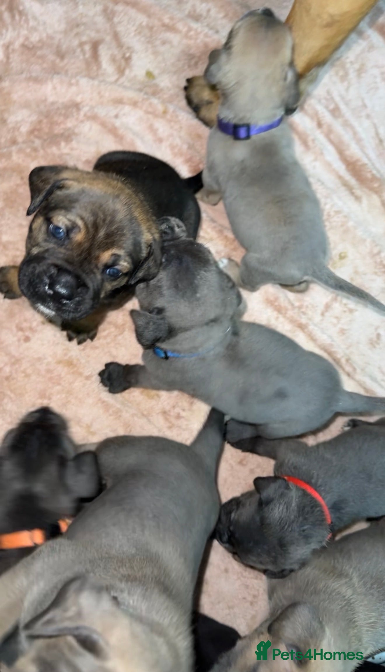 Cane Corso dogs ICF/ICCF Champion 6th GENERATION Cane Corso pups - Advert 3