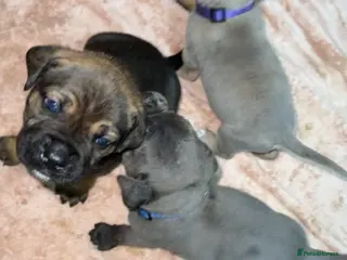 Cane Corso dogs ICF/ICCF Champion 6th GENERATION Cane Corso pups - Advert 3