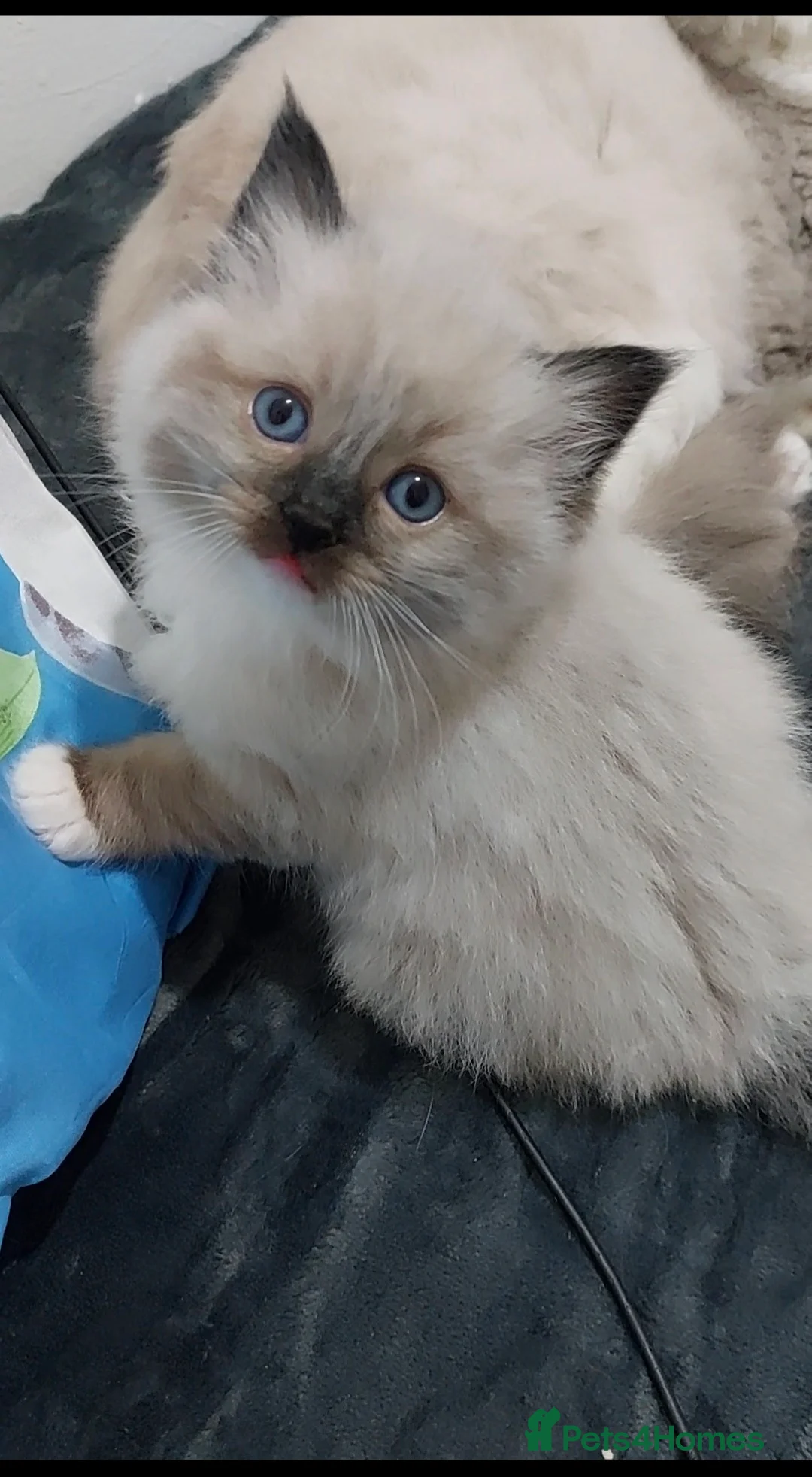 Ragdoll cats for sale: Two gorgeous rag dolls Girl and boy 😺😸 in Leicester - Advert 2