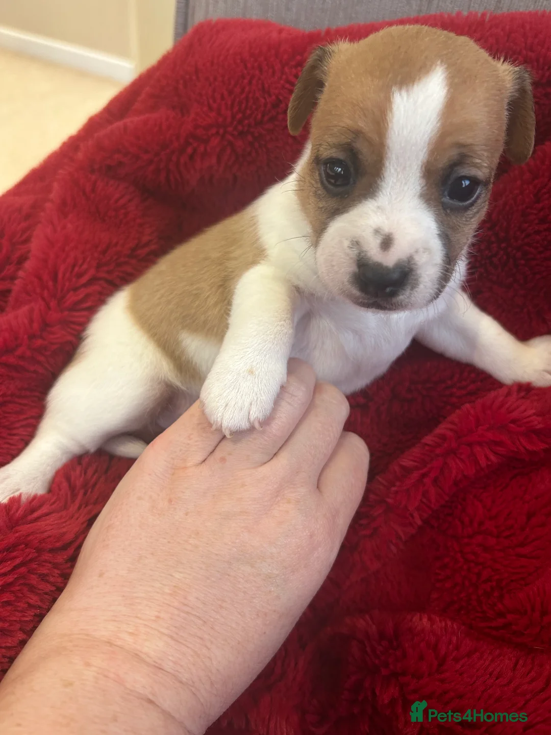 Jack Russell dogs for sale: Jack Russell puppies  - Advert 7