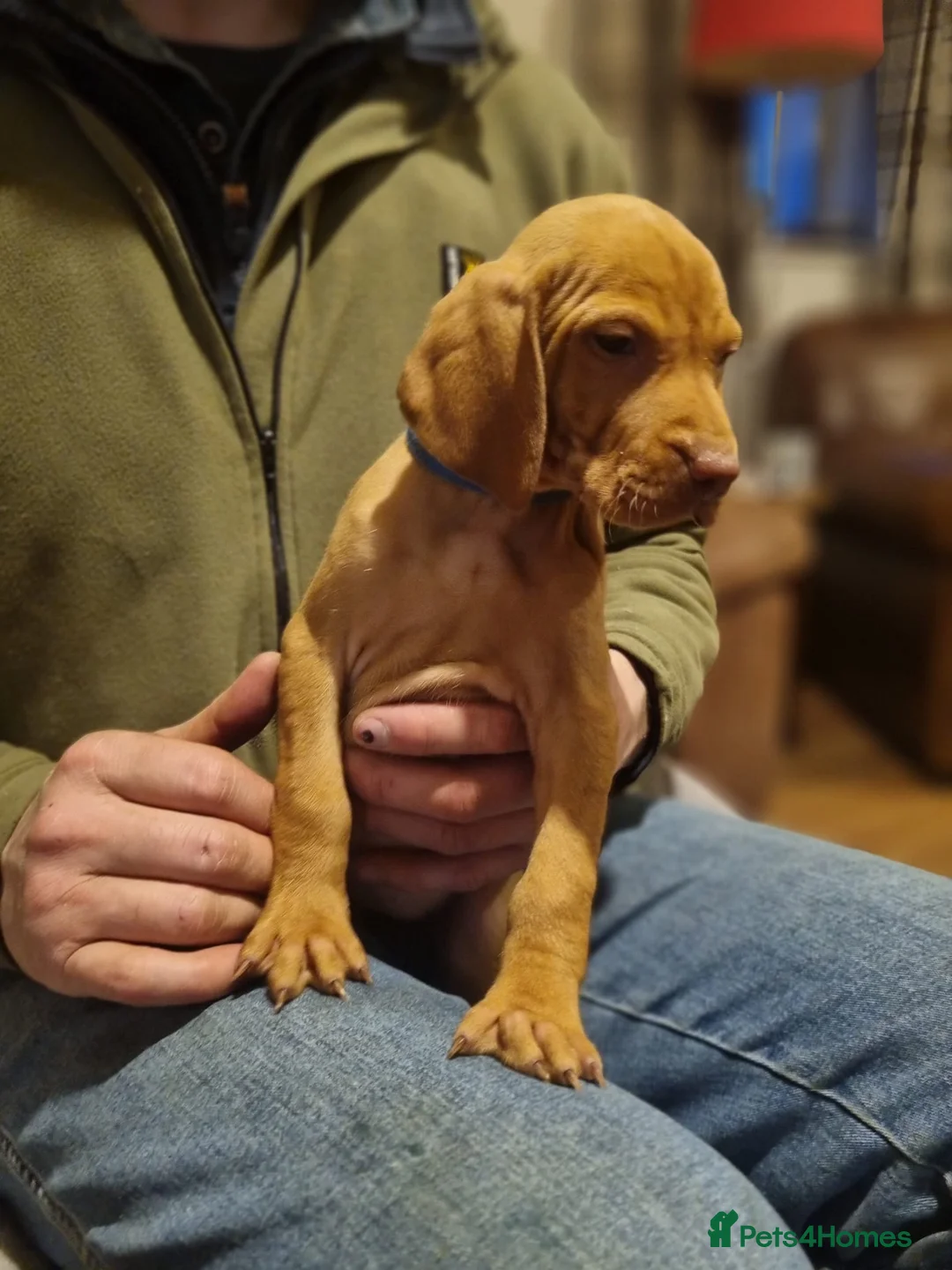 Hungarian Vizsla dogs for sale: Hungarian vizsla pups - Advert 6