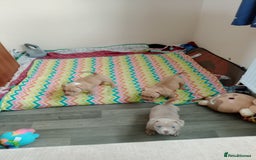 American Bully dogs for sale: American pocket bully  - Image 8