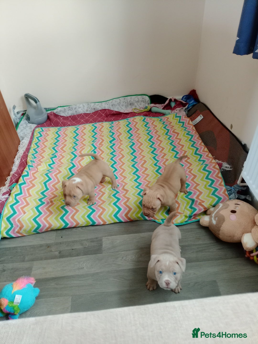 American Bully dogs for sale: American pocket bully  - Image 8