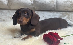 Miniature Dachshund dogs for sale: Kc reg min  Dachshund babies  - Image 13