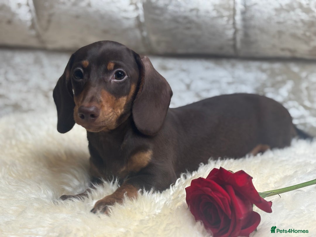 Miniature Dachshund dogs for sale: Kc reg min  Dachshund babies  - Image 13