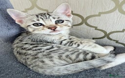 Bengal cats for sale: bengal kittens - Image 2