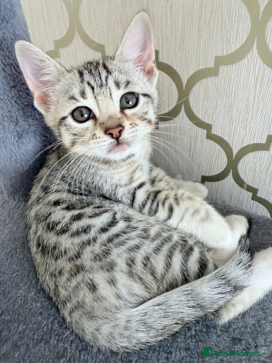 Bengal cats for sale: bengal kittens - Image 2