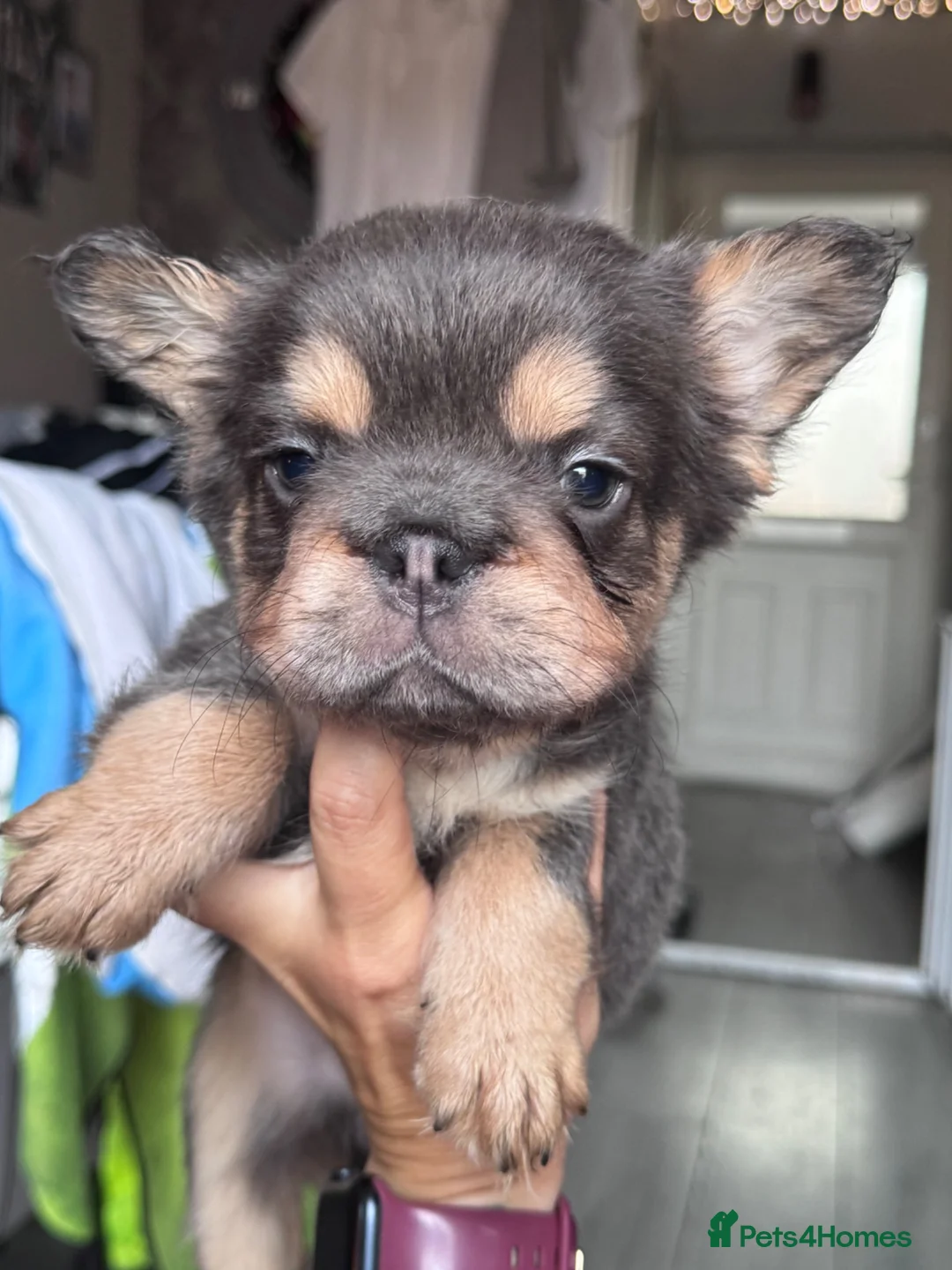 French Bulldog dogs for sale: Adorable fluffy frenchies - Advert 1