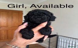 Toy Poodle dogs for sale: *STUNNING TOY POODLE PUPPIES* - Image 5