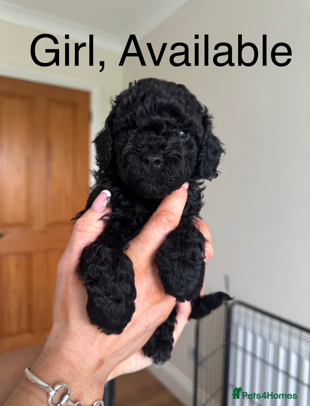 Toy Poodle dogs for sale: *STUNNING TOY POODLE PUPPIES* - Image 5