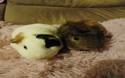 Guinea Pig rodents for sale: Two female guinea pigs - Image 6