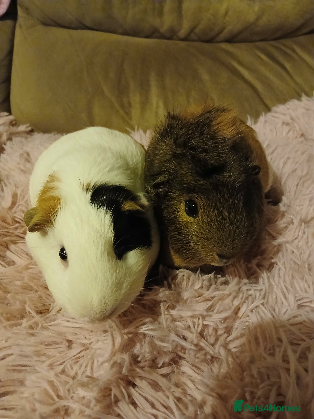 Guinea Pig rodents for sale: Two female guinea pigs - Image 6