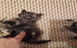 European cats for sale: 4 adorable healthy kittens - Image 8