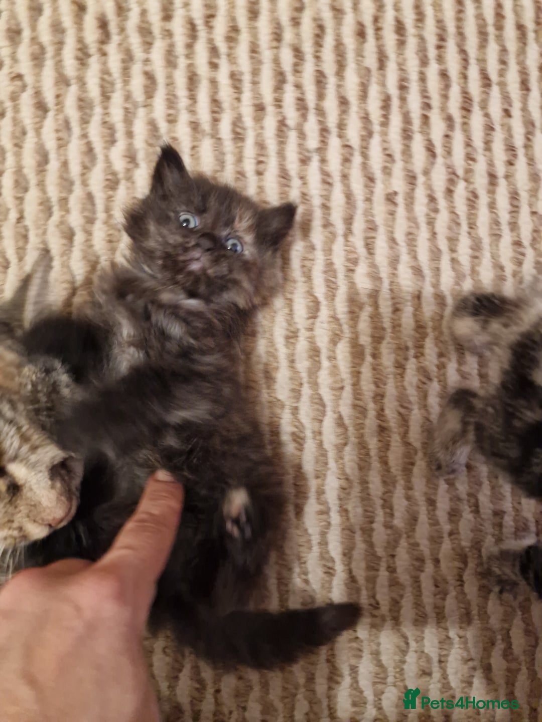 European cats for sale: 4 adorable healthy kittens - Image 8
