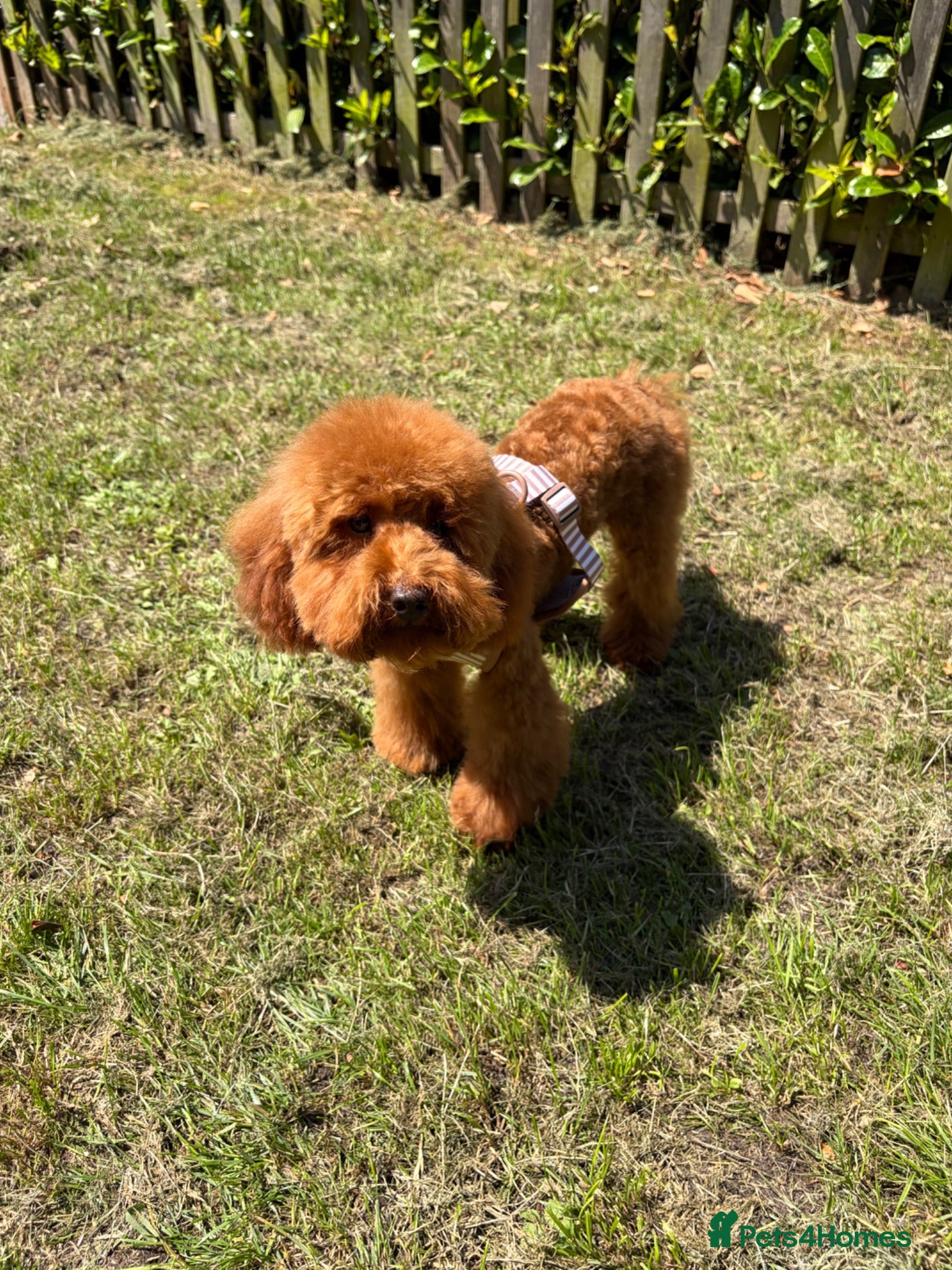 Toy Poodle dogs Male KC Registered Dark Red Toy Poodle  - Advert 1