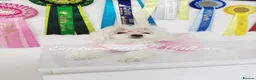 Maltese dogs for sale: Tiny KC Reg. Korean Show line puppies!  - Advert 22