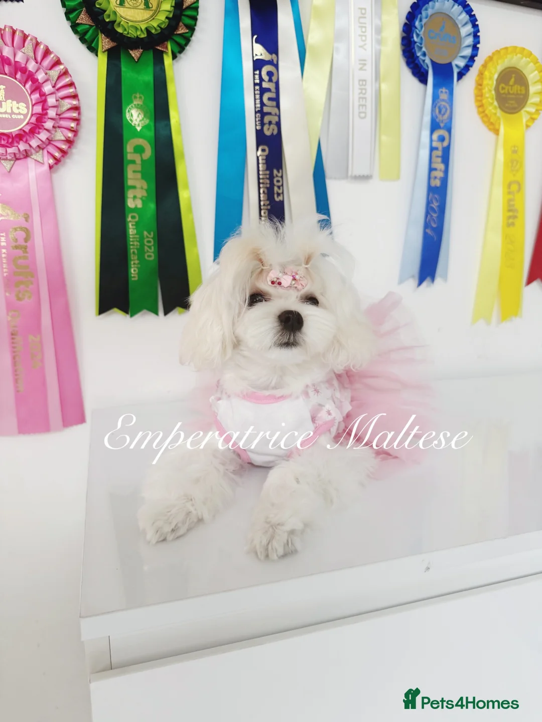Maltese dogs for sale: Tiny KC Reg. Korean Show line puppies!  - Advert 22