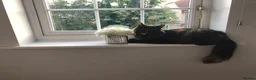 British Longhair cats for sale: Female cat looking for a new home! in Spalding - Advert 8