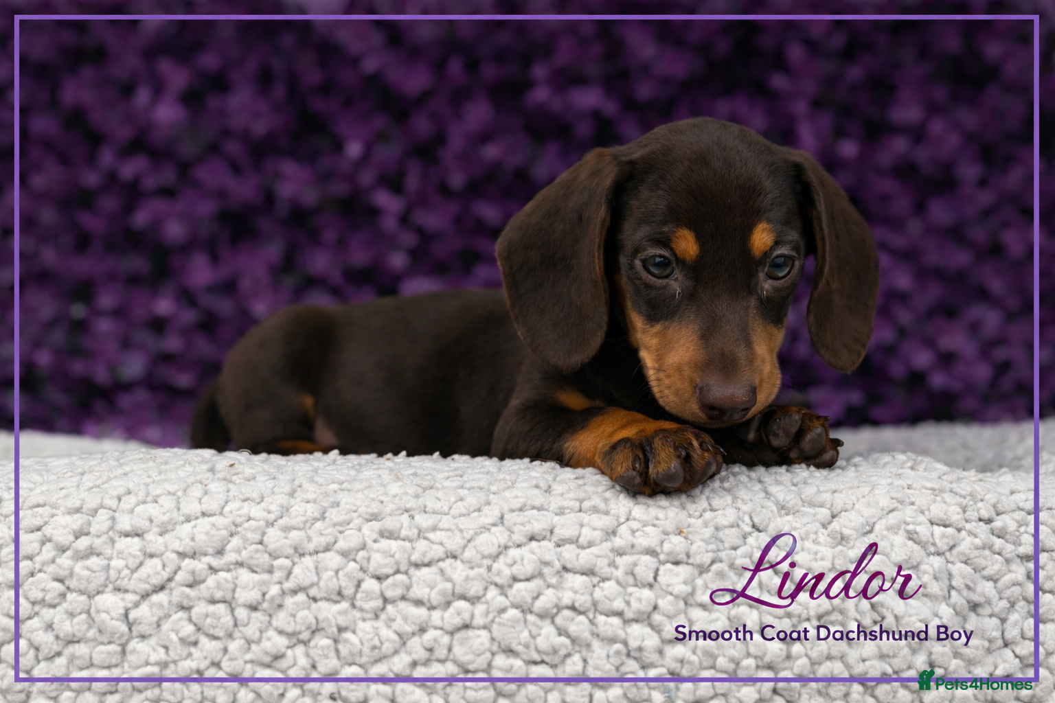 Miniature Dachshund dogs Ready now smooth chocolate boy  - Advert 3