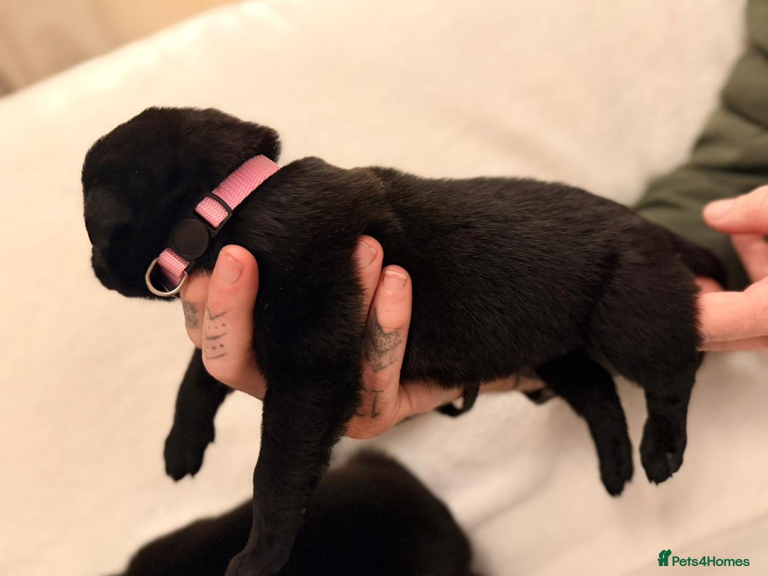 Belgian Shepherd Dog dogs for sale: Top working bloodline belgian malinois puppies - Advert 6