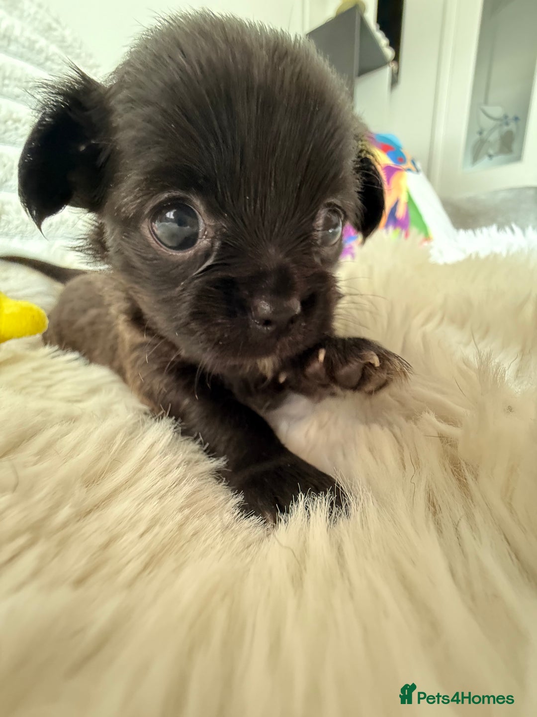 Chihuahua dogs for sale: Absolutely Stunning Little Chihuahua Puppies - Image 24