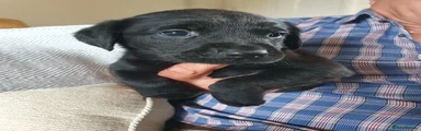 Labrador Retriever Puppy 4