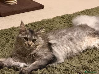 Maine Coon cats Maine Coon - Advert 3