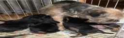 Border Terrier dogs for sale: Male border available - Advert 8