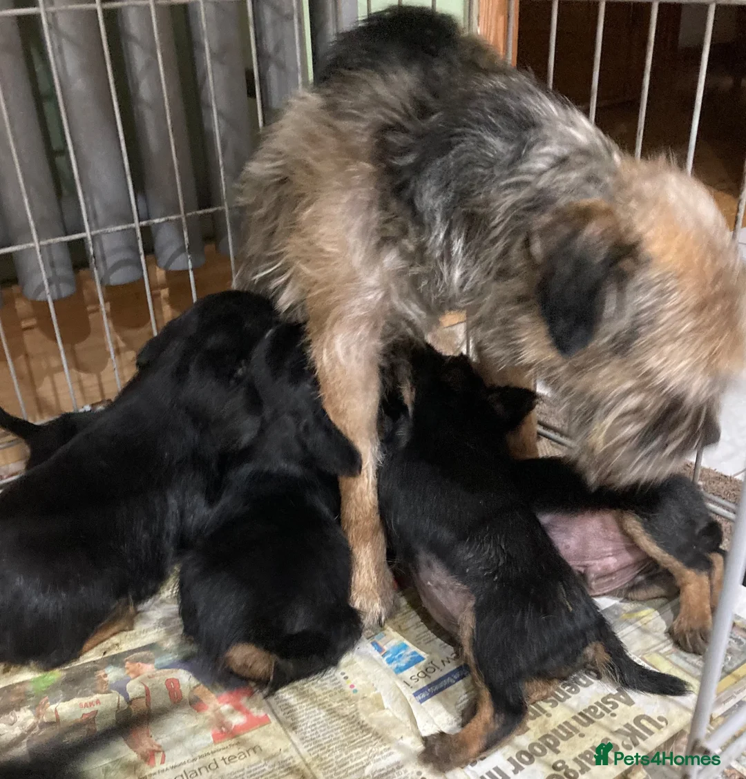 Border Terrier dogs for sale: Male border available - Advert 8
