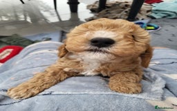 Cavapoo dogs for sale: 3 Gorgeous Cavapoo puppies - Image 6