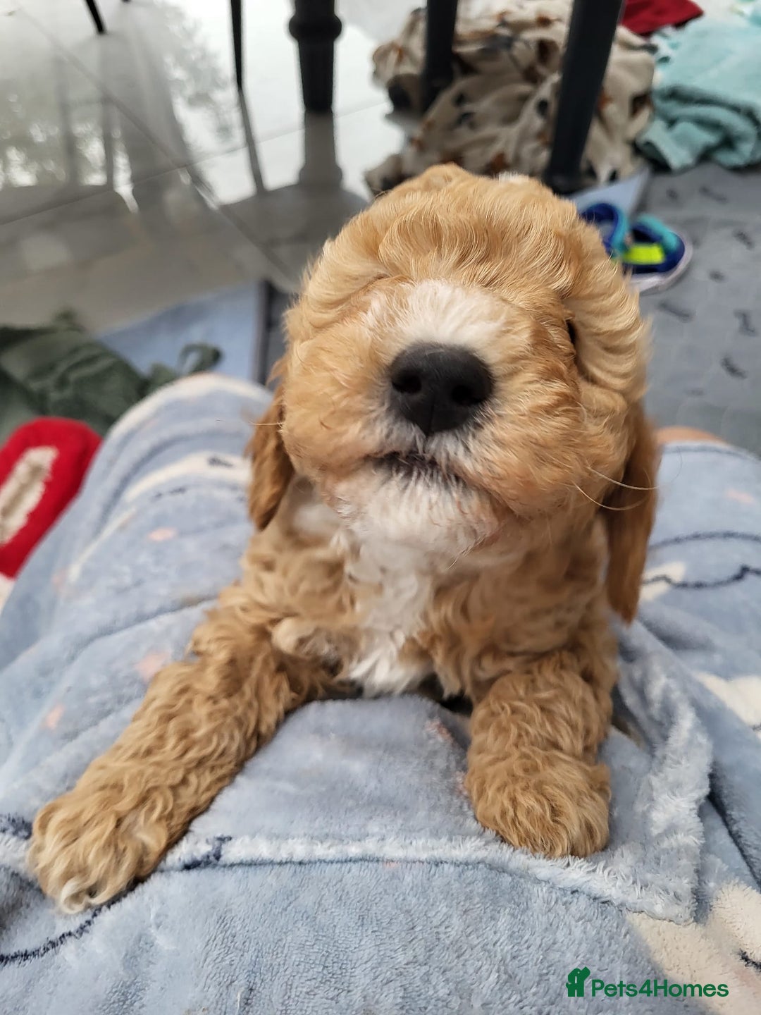Cavapoo dogs for sale: 3 Gorgeous Cavapoo puppies - Image 6