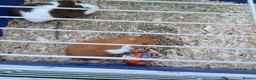 Guinea Pig rodents for sale: Two guinea pig  in Carlisle - Advert 3