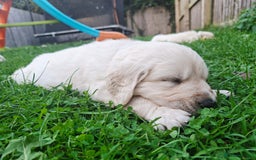 Golden Retriever dogs for sale: Cream Golden Retriever Puppies –Family Raised  - Image 12