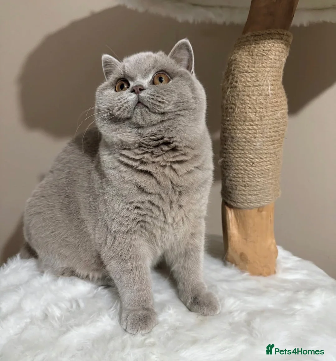 British Shorthair cats for sale: Tica Active queen British shorthair  - Advert 4