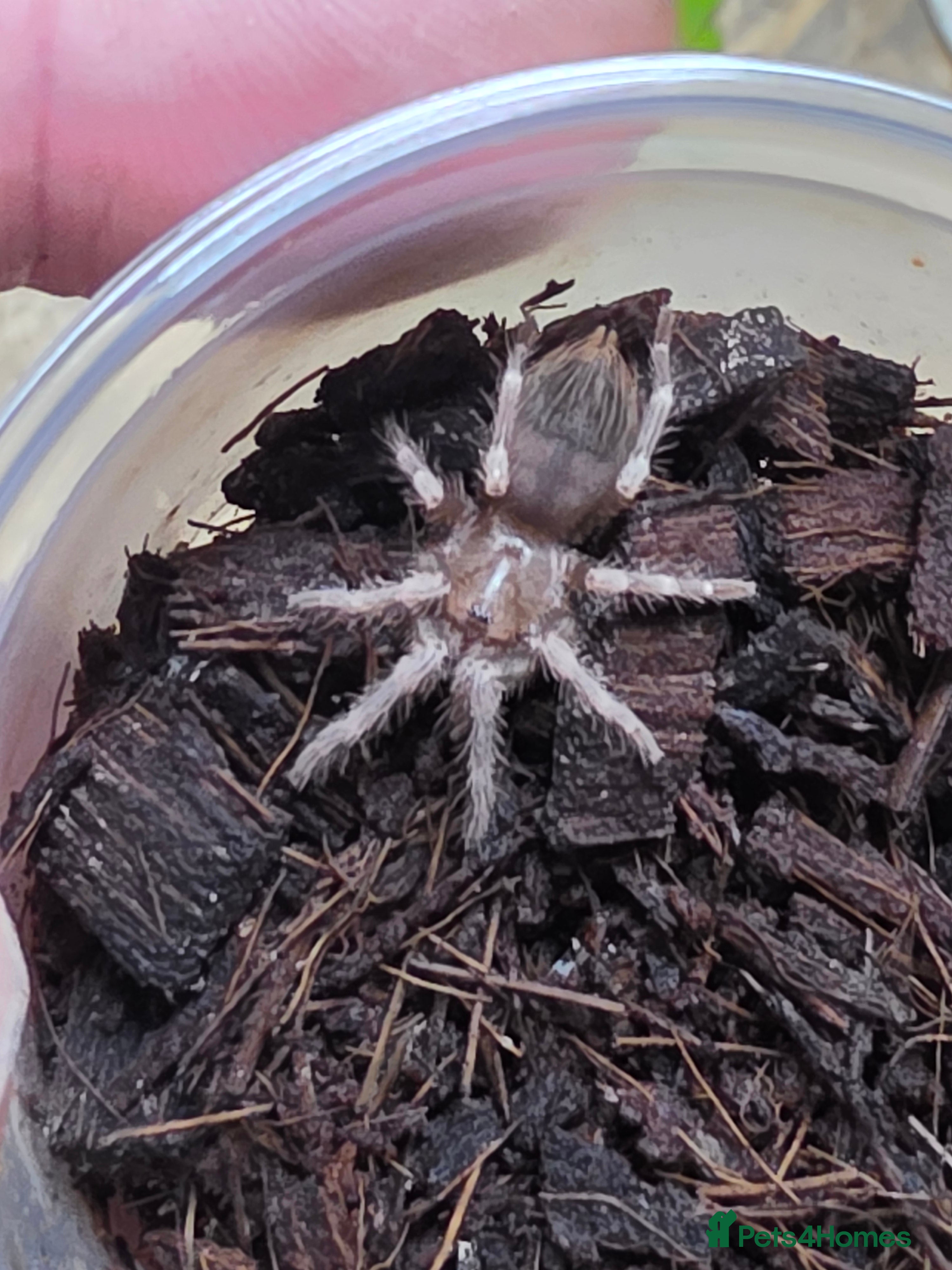 Spiders invertebrates 5 x Vitalius Chromatus (formerly Nhandu) Slings in Preston - Advert 16