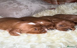 Cavapoo dogs for sale: ❤️ Deep Red Cavapoo Puppies ❤️ - Image 15