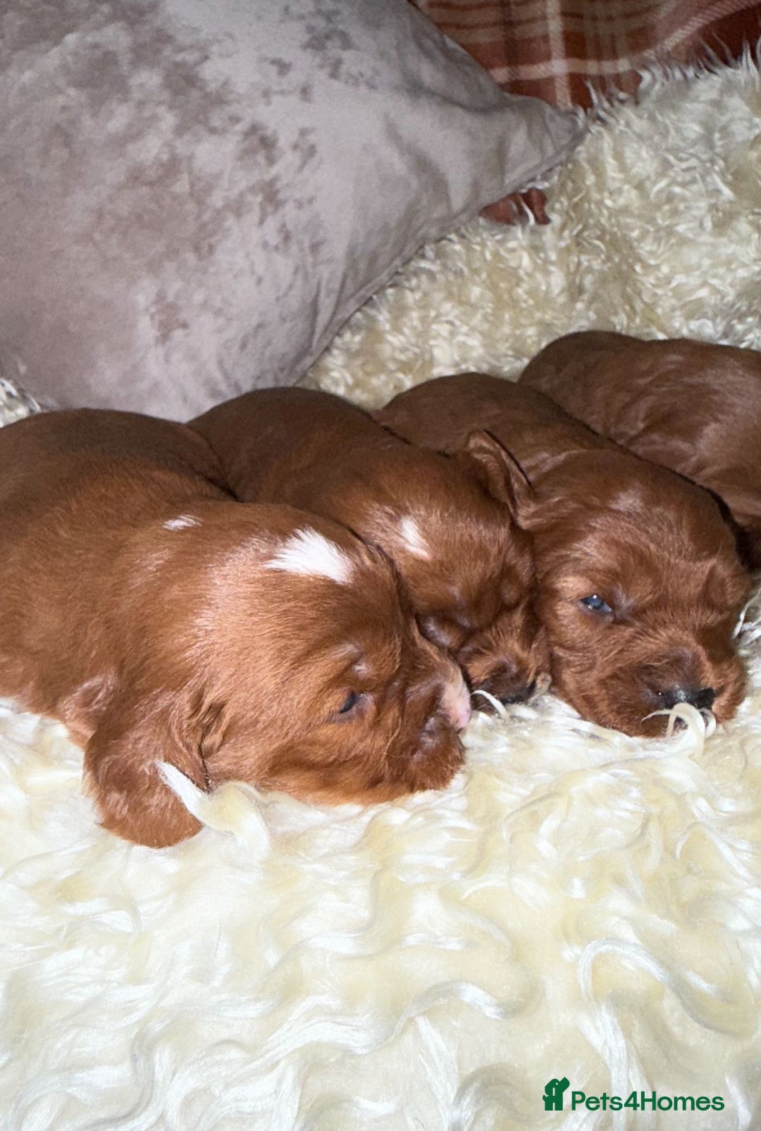 Cavapoo dogs for sale: ❤️ Deep Red Cavapoo Puppies ❤️ - Image 15