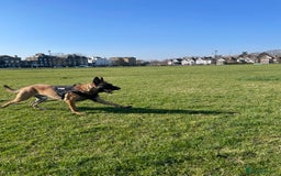 Belgian Shepherd Dog dogs for stud: Belgian Malinois Stud | KC & KNPV Lines  - Image 3