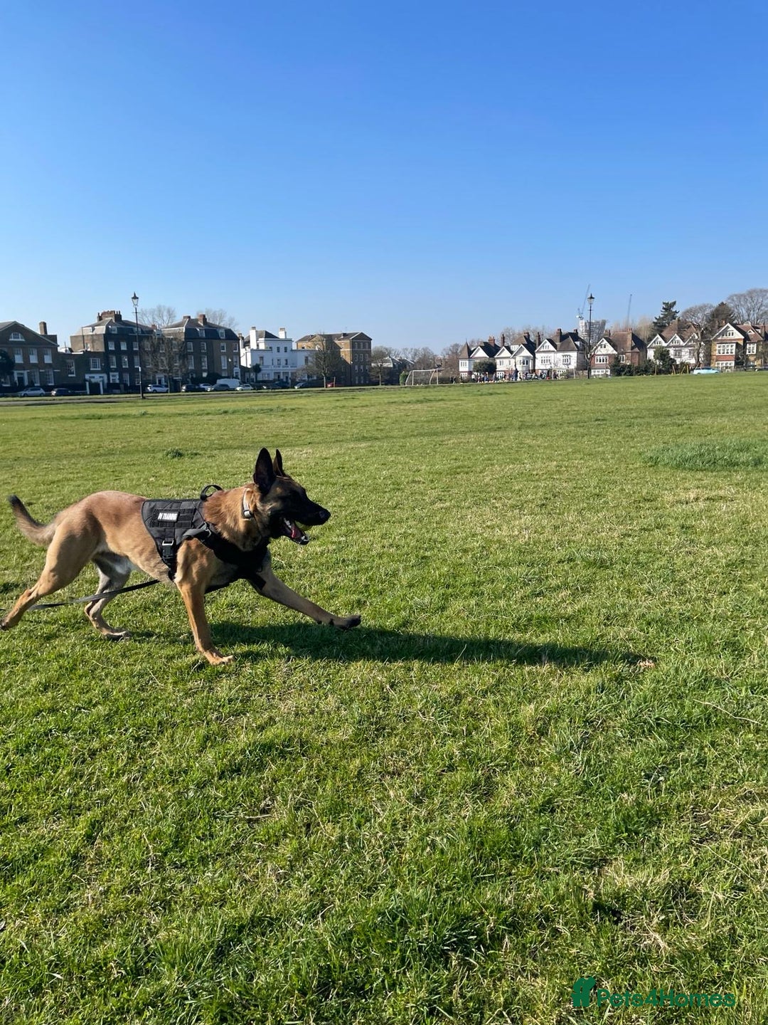 Belgian Shepherd Dog dogs for stud: Belgian Malinois Stud | KC & KNPV Lines  - Image 3