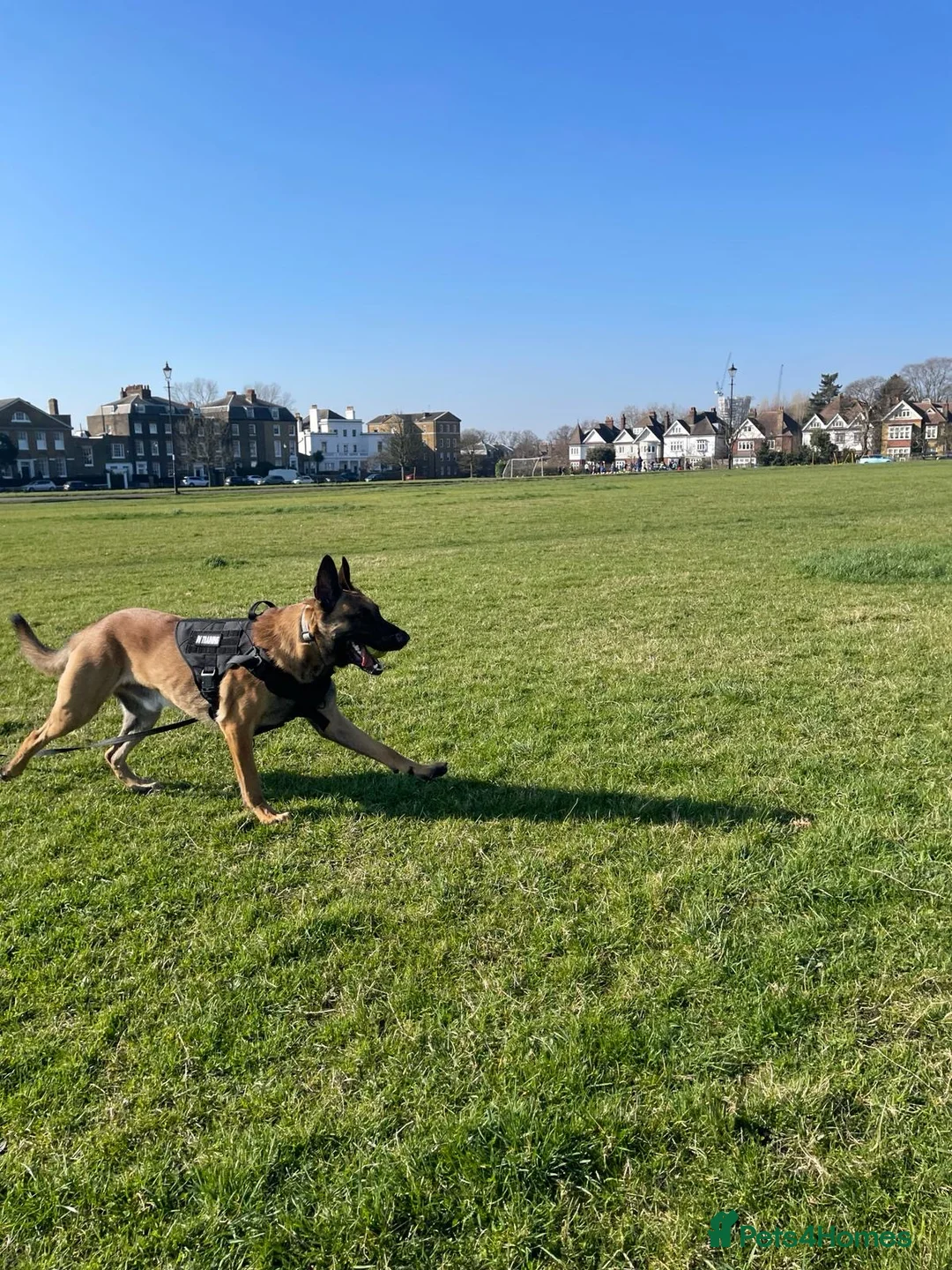 Belgian Shepherd Dog dogs for stud: Belgian Malinois Stud | KC & KNPV Lines  - Advert 3