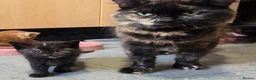 Mixed Breed cats for sale: 2 stunning kittens still available  - Advert 13