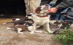 Border Collie dogs for sale: Red and white Border Collie Pups  - Image 11