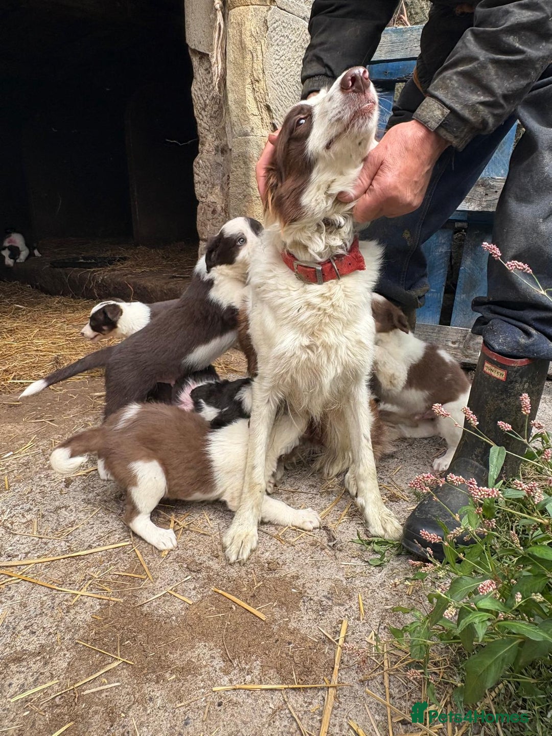 Border Collie dogs for sale: Red and white Border Collie Pups  - Image 11